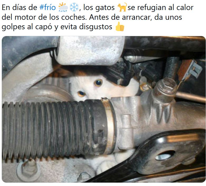 gato_motor_coche